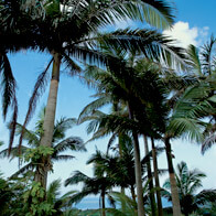 yaeyama palm tree